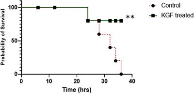 Intratracheal Keratinocyte Growth Factor Enhances Surfactant Protein B Expression in Mechanically Ventilated Preterm Pigs